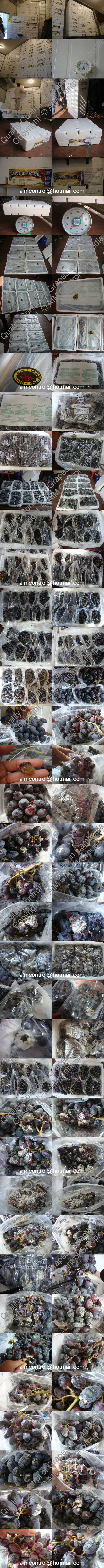 Cargo_damage_inspection_services - for fresh grapes - AIM_Control