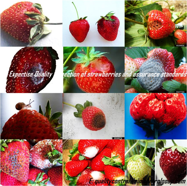 Fungal_diseases_defects_Quality_strawberries_in_inspection_services