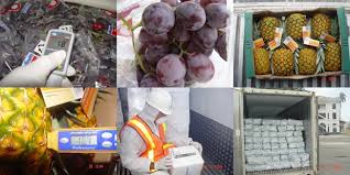Food_and_Perishables_cargo_surveyors_and_experts_AIM_Control