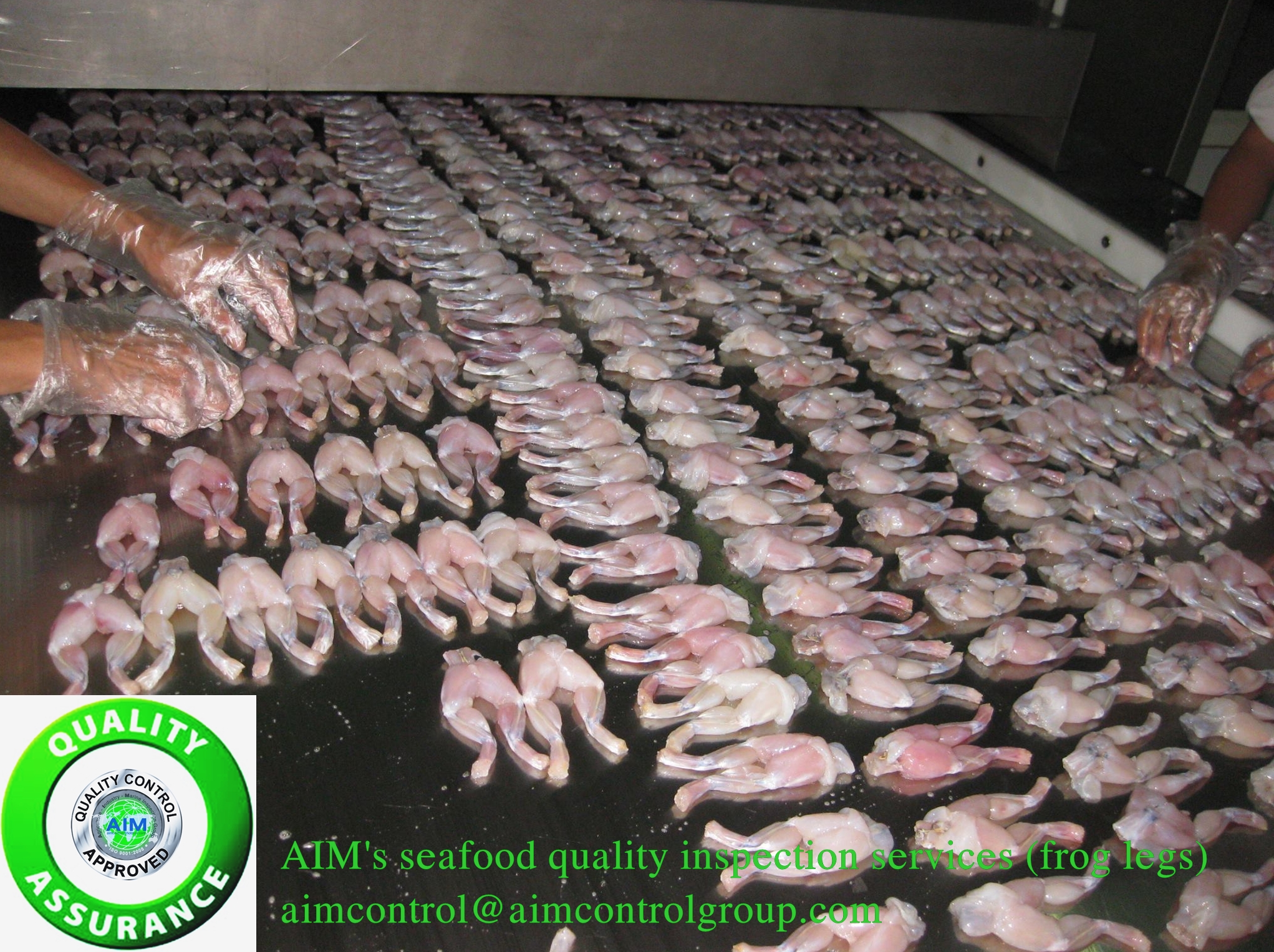 Frog_leg_quality_inspection_of_seafood1