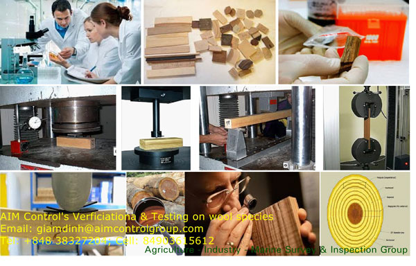 Giám định gỗ Sưa