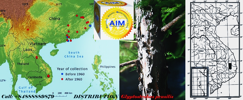 Giam_dinh_Go_Thuy_Tung_Glyptostrobus_pensilis_Inspection_DISTRIBUTION