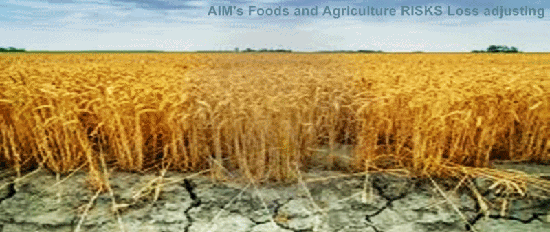 AIM-Foods-and-Agriculture-RISKS-Loss-adjusting