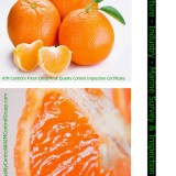 Fresh Citrus Fruit Quality Control Inspection Certificate