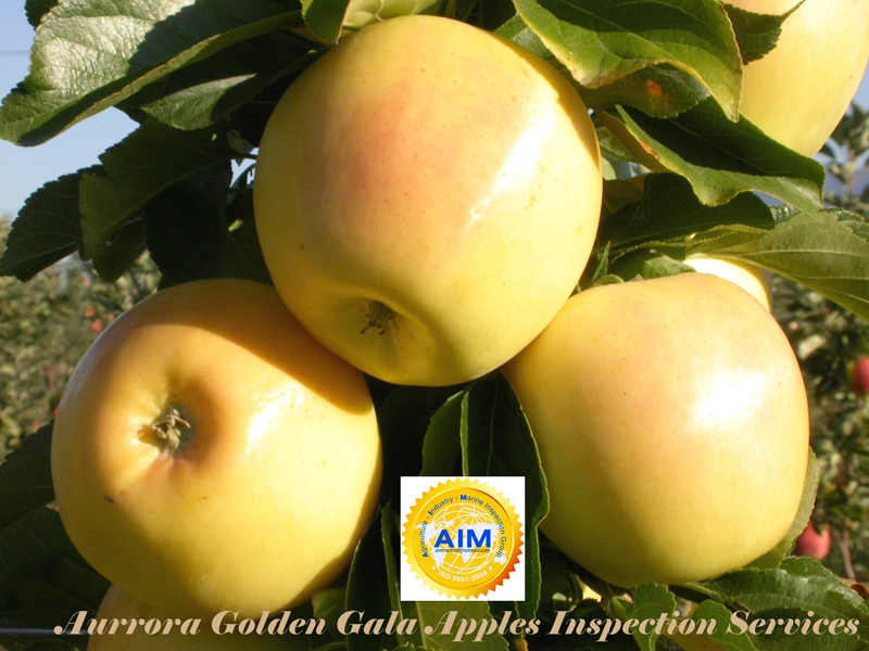 AIM_Aurrora_Golden_Gala_Apples_Inspection_Services