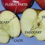 Giám định chất lượng quả táo và trái cây