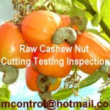 Quality Raw Cashew Nut Cut Testing Control Inspection