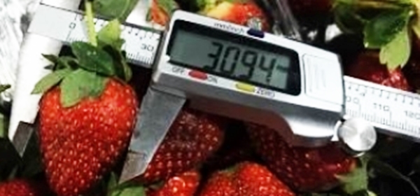Size_Quality_strawberries_assurance_standards_Expertise_Quality_inspections