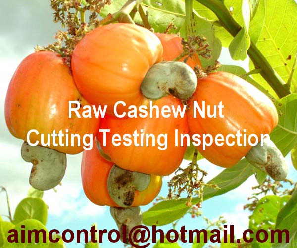 Raw_Cashew_Nut_Cutting_Inspection_and_quality_control_Testing