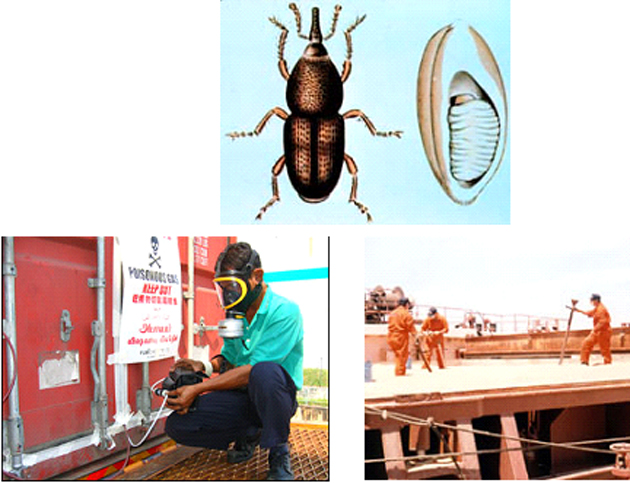 Fumigation_services_Dich_vu_hun_trung_AIM_Control