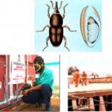 Fumigation services