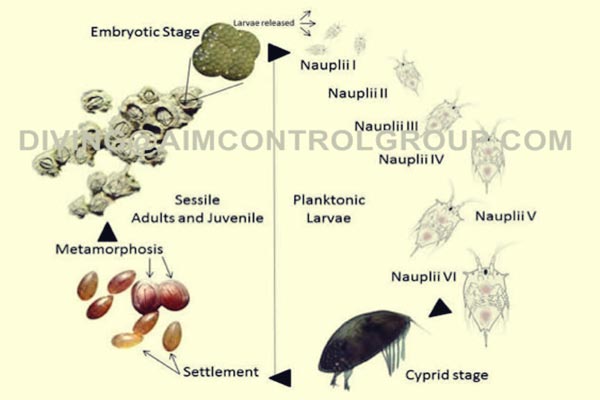 Ocean_Hull_Bio_Fouling_Solution_and_Treatment_in_Vietnam