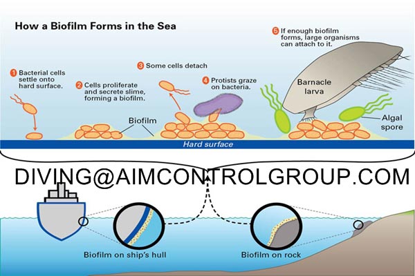 Ship_Hull_Bio_Fouling_Solution_and_Treatment_in_Vietnam